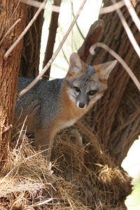 05. Western gray fox