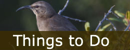Things to Do