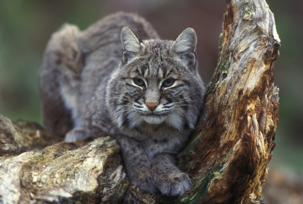 Native wild animals of california