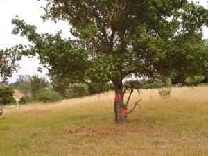 One of the doomed trees